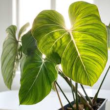 Plants Equals Happiness On Instagram New Leaf On Philodendron Gloriosum Philodendrongloriosum Philodendron A In 2020 Plants Plant Leaves Philodendron