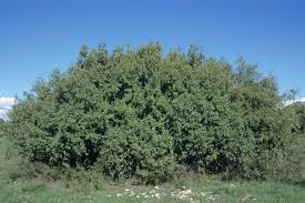 Image result for Searsia pyroides