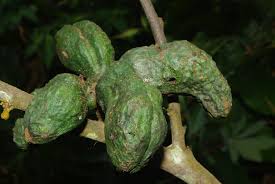 Image result for Polyceratocarpus gossweileri