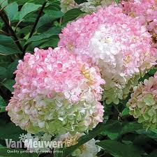 Image result for hydrangea paniculata vanille fraise