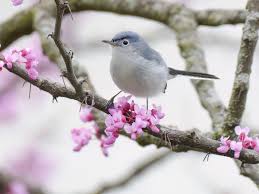 Image result for Gnidia hockii