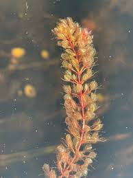 Image result for Aldrovanda