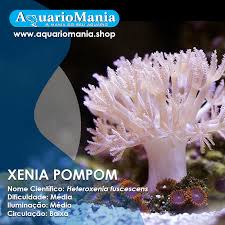 Aquariomania Coral Disponivel Xenia Pompom Aquariomania Aquarismo Aquario Aquarium Peixes Fish Marinho Marine Peixesornamentais Reef Tank Reeftank Corais Pet Camarao Shrimp Racao Alimentoparapeixes Equipamentosparaaquarios