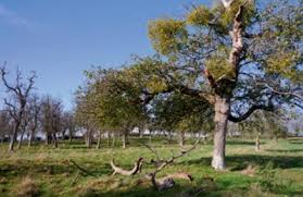 The Traditional British Orchard