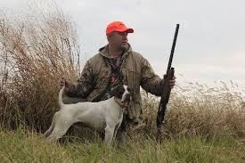 The mom is american bulldog and dad is french bulldog. Winkelmans Gun Dogs German Shorthaired Pointer Brittany S Golden Retriever Vizsla Breeder Sales Puppies