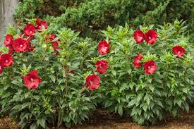 Image result for Hibiscus kirkii