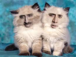 Então, essa coisa de "Gatos do Nicolas Cage" é uma coisa. : r/funny