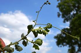 Image result for Corbichonia decumbens