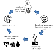 Image result for Cyclospora