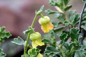 Image result for Hermannia