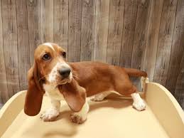 Image result for basset hound