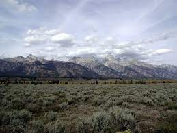 A cow moose watching over her two calves as they wander through sagebrush. Moose Wyoming Wikipedia