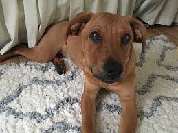 Cleaning resident rooms and common areas. Paterson Nj Labrador Retriever Meet Luna A Pet For Adoption