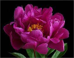 Motiv als karte verschicken (kostenlos) zurück zur kategorie Pfingstrose Foto Bild Von Z Aus B á… Das Foto Jetzt Kostenlos Bei Fotocommunity De Anschauen Bewerten Entdecke Pfingstrosen Fotografie Blumen Fotos Blumen