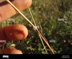 Image result for Trachypogon