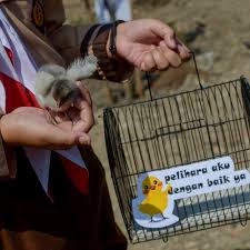 Oleh karena itu, saat ini tidak sulit untuk menemukan alat. Belum 2 Bulan Anak Ayam Yang Dibagi Walkot Bandung Mati Dimakan Tikus Kumparan Com