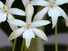 Image result for Rangaeris