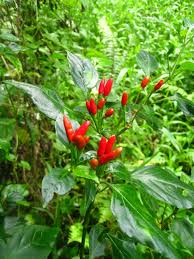 15% off with code marchtreat4u. New Research Illustrates How Birds Help To Produce Rare Wild Chili Peppers