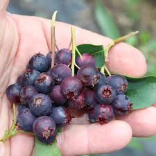 Image result for indiánská borůvka obrázek