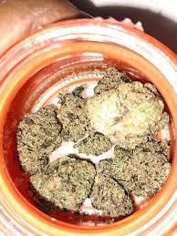 CAMP's newest strain Juice Lee #33 : r/vegastrees