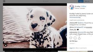 About dalmatian rescue of the carolinas. Meet The Dalmatian Puppy With A Heart Nose That Instagram Has Fallen In Love With Wcnc Com