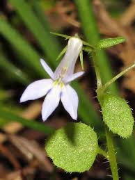 Image result for Lobelia trullifolia