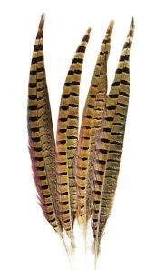 Birds Of A Feather New Vegas Bug Anglais Ringneck Plumes De Faisan Naturel 8 10 Etsy In 2020 Pheasant Feathers Pheasant Feather Headdress