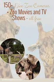150 Live Zoo Cameras Zoo Movies And Tv Shows Our Roaming Hearts Kids Travel Activities Homeschool Field Trips Field Trip