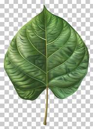 Image result for Telosma africana