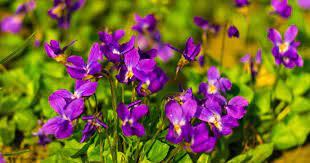 African violets need bright light to bloom, but cannot tolerate hot, direct sun because their leaves are easily scorched by intense light. Viola Odorata Learn Sweet Violet Growing And Care