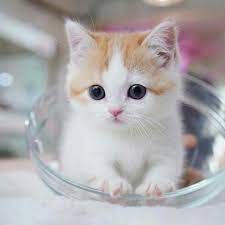 Pin By Manobili Biliiii On Sceneries Nature Baby Cats Kittens Cutest Baby Animals Pictures
