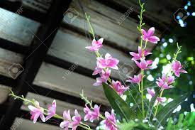Curtain installed, curtain up and plants added, shade screen added to front vertical (curtain down) Orchid Growing Under Roof With Spider Web Stock Photo Picture And Royalty Free Image Image 76755621
