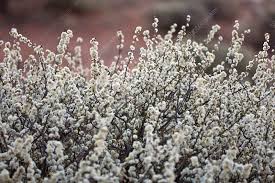 Image result for Acacia mellifera