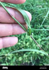 Image result for Panicum coloratum