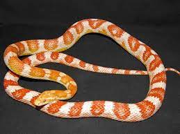Amel Miami Cornsnake Corn Snake Cute Snake Nature Animals