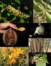 Image result for Sopubia conferta