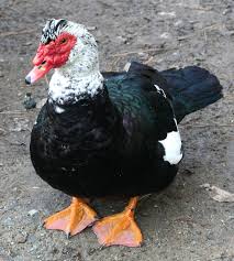 Black And White Duck With Red Face Sana Pets Muscovy Duck Muscovy Duck Duck And Ducklings Duck Breeds