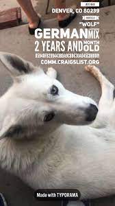 Lostdog 2 18 19 Denver Co 80239 Montbello Wolf Germanshepherd Mix 2 Years And Month Old 85940f8299443bda9c6b630a0 Losing A Dog Craigslist Pets Pets