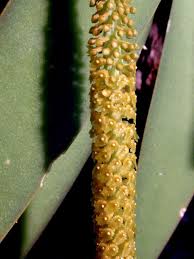 Image result for Diaphananthe sarcophylla