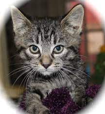 Whilst in our care all our cats and kittens receive treatment which they need along with routine parasite control. Silver Tabby Kitten For Adoption Pet Samaritans