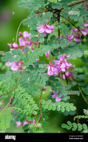 Image result for Indigofera hedyantha