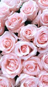 Horticulturally pink roses were the first color rose cultivated, mostly because pink roses are most common in the wild. Pink Rose Iphone Wallpapers Top Free Pink Rose Iphone Backgrounds Wallpaperaccess