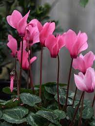 Cyclamen Persicum Cyclamen Flower Essences Flowers Beautiful Flowers