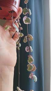 Heart disease is a major cause of death. Absolutely Love My Variegated String Of Hearts But Having Some Problems With It Leaves Curl Are Small And Thin Rather Than Plump Plantclinic