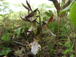 Image result for Eulophia guineensis