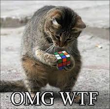 Image result for silly animals