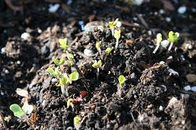 Shopping for pea sprouts, tendrils and peas in the pod. Growing Brussel Sprouts And Sugar Snap Peas Progress Miss Nicolette