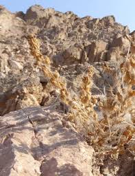 Image result for Anticharis