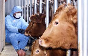 발굽이 두 개인 소·돼지 등 우제류 동물의 입과 발굽 주변에 물집이 생기는 병이다. êµ¬ì œì—­ í™•ì‚° 48ì‹œê°„ ì´ë™ì¤'ì§€ëª…ë ¹ ê°€ì¶•ì‹œìž¥ 3ì£¼ê°„ íì‡„ ì¤'ì•™ì¼ë³´