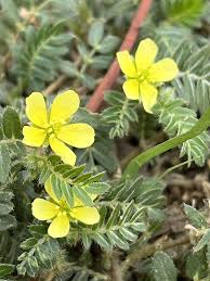 Image result for Tribulus terrestris
